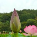 화개카센타