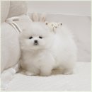 버디독 강아지분양 안심분양센터 서울 영등포점 | 귀여운 강아지사진으로 분양 정보 알아보세요