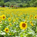 태백 구와우 마을 해바라기(1) 이미지