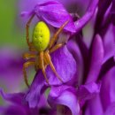 거미대문 이미지