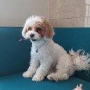 댕댕이 홀딱 반한 간식 이미지