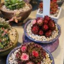 예나농장 이미지