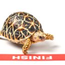 토끼와거북이 이미지