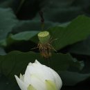 병천오가피 순대 이미지