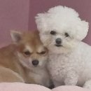 300 | 스키니랩 락토페린 다이어트 300 내돈내산 후기