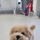 러닝독 스테이 이미지