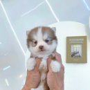 부산강아지분양 알프펫 이미지