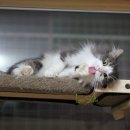 봉봉캐터리 이미지