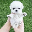 강아지분양 애견입양 아이러브독 인천점 이미지