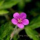 이질풀 이미지