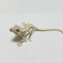 (주)슈베리 네이버블로그