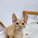 금천사료 이미지