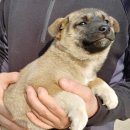 화산부화장 이미지