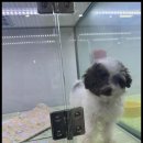 행복한 강아지 이미지