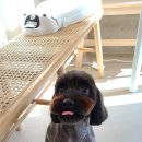 름자펫살롱 이미지