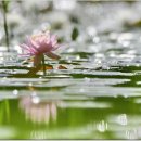 bokeh(보케)