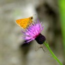 나비정보시스템 이미지