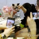 CATS TIME CAFE 이미지