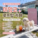 옥상카페 - 정선군 사북중앙로 28-5 | [광명/일직] 광명 롯데몰 옥상 애견커페 미밍코 후기| 강아지 뛰어놀기 좋은 루프탑 카페