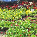 꽃 - 화해 이미지