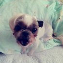 [네이트판] 강아지 미용을 맡겨놨더니 귀를 잘라놓고 사과도 안하는 동물병원 (사진有有) (개빡침주의) 이미지