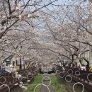 진해역(진해수협방면) | 진해군항제 기본정보 진해 벚꽃 시기 실시간