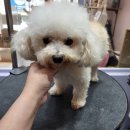 521펫살롱 이미지