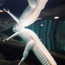 (주)알비노 이미지