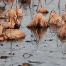 연화마을 이미지