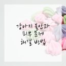 플러스동물메디컬센터 | 영등포구동물병원에서 강아지 건강문제 해결하자!