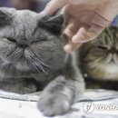 The Cats & Dog 이미지