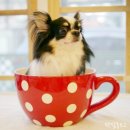 도그이살롱 이미지