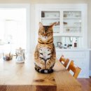 진천동물병원 이미지