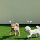 마조르댕 이미지