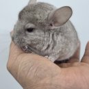 펫엔글라이더 대전점 이미지