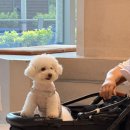 그늘막76 | [강릉] 반려견동반 세인트존스호텔&amp; 지경리해수욕장 애견비치 내돈내산 가족여행