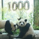 판다 이미지