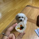 밤시(BAMSI) | 반려견수제간식 [밤시 : BAMSI] 강아지간식추천 할만하다♥