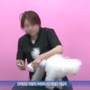 튼튼애견미용 이미지