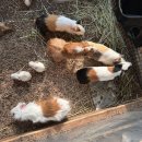 자매농장 | [앵무새체험농장33] 남양주 아이랑 동물체험 후기