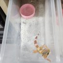 게코딱지파충류샵