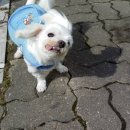 아람이네