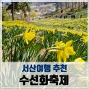 물결그림 | 서산 당진 여행, 유기방가옥 수선화축제 후기한 폭의 그림 같았던 봄날노란 물결 속으로