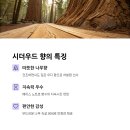 시더 우드 향수 완전 정리 🌲 차분함과 자연미를 담은 향의 매력