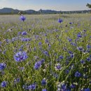 장기리마을회관 이미지