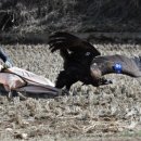 울산광역시 야생동물구조센터 이미지