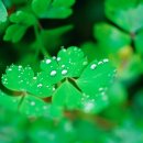 네잎클로버 이미지