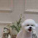 퍼피빌리지 이미지