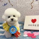 프랑소와펫 신세계대전점 이미지