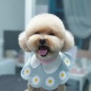 그 남자의 grooming # 공간 이미지